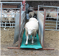 Foot Bath Foam for Sheep 530x2850mm